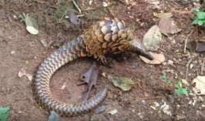 3 Maddede Pangolin Hayvanı Nedir? Pangolin Pulu Neden Kıymetlidir ?