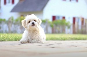 Havanese Terrier Özellikleri Neler? Havanese Terrier Havlar mı? Havanese Fiyatları 2022