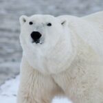 polar-bear-404314-1920-1580472178.jpg