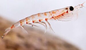 Krill Yağı Nedir | Krill Yağı Ne Zaman Kullanılır? Krill Yağı Kimler Kullanamaz?